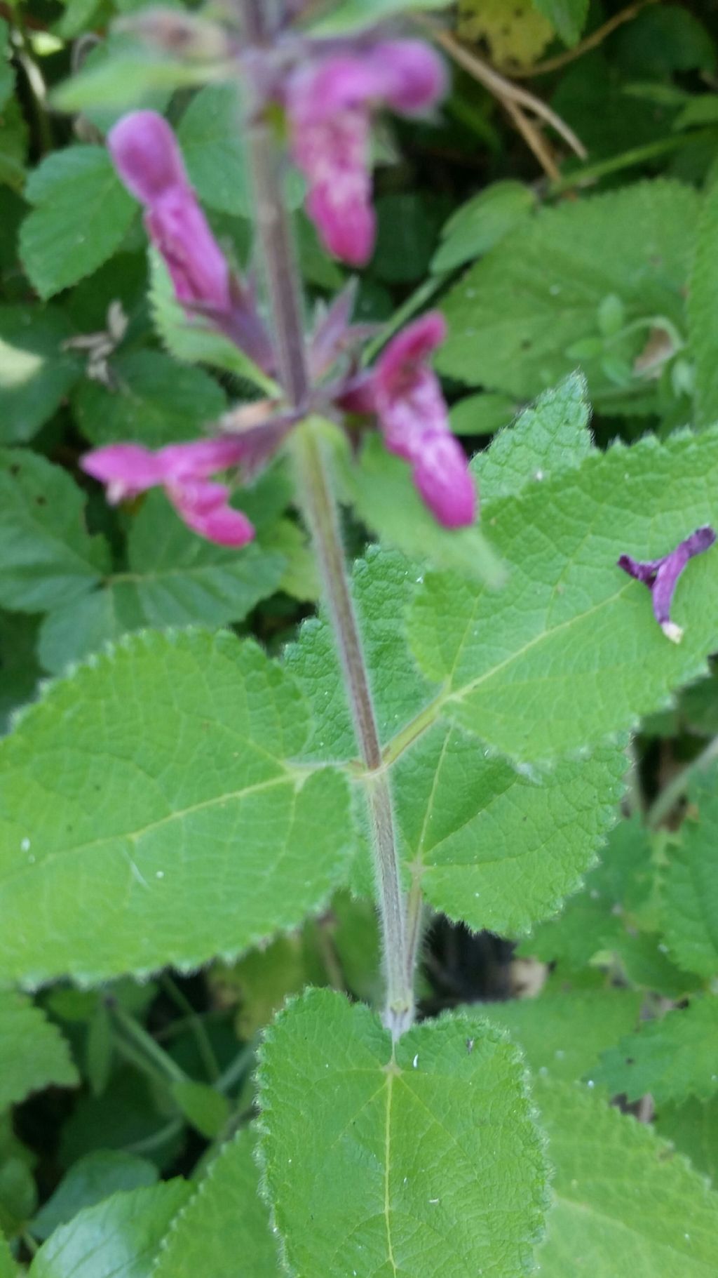 Stachys sylvatica (Lamiaceae)